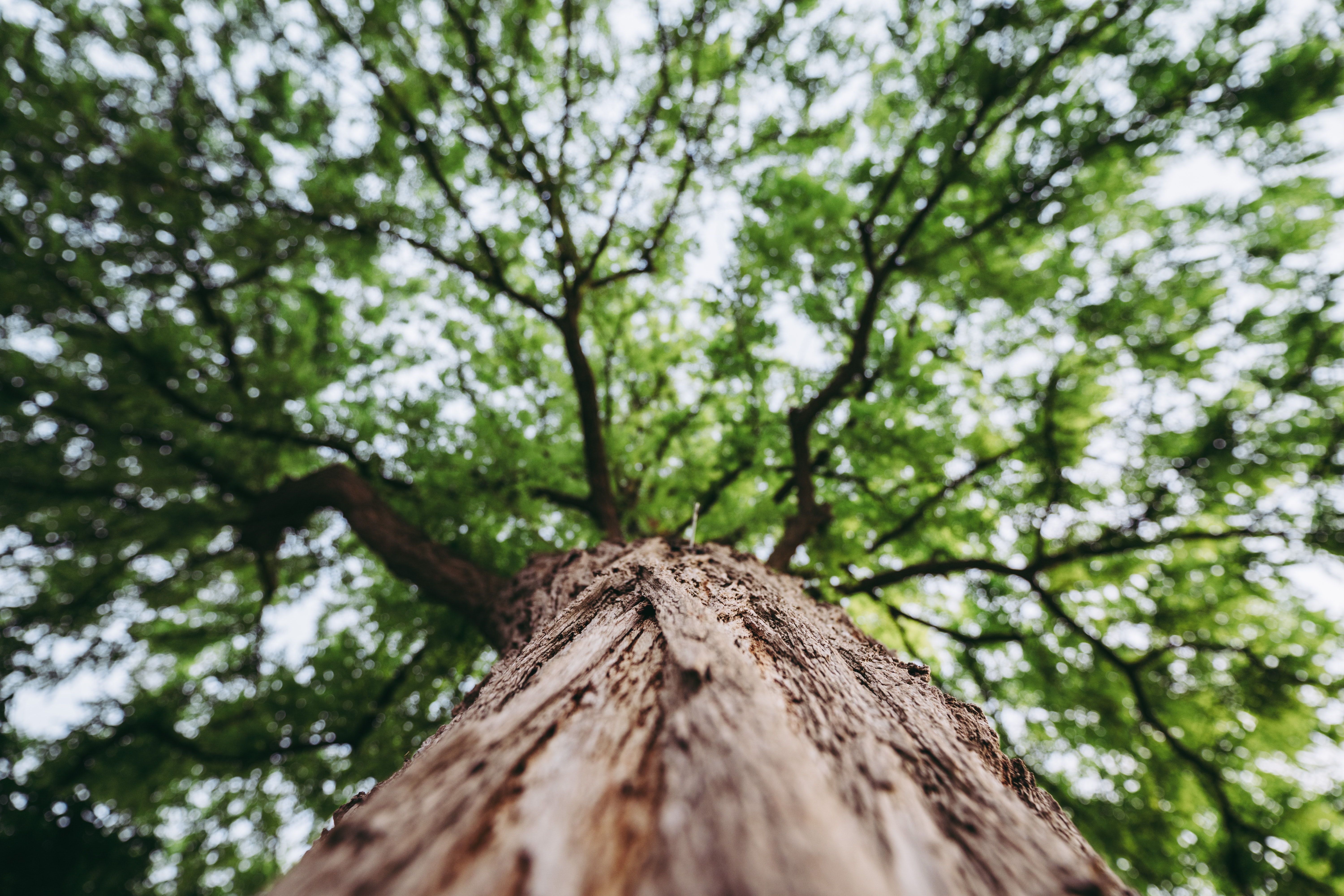 Nuevo CONPES para reducir y controlar la deforestación en Colombia 