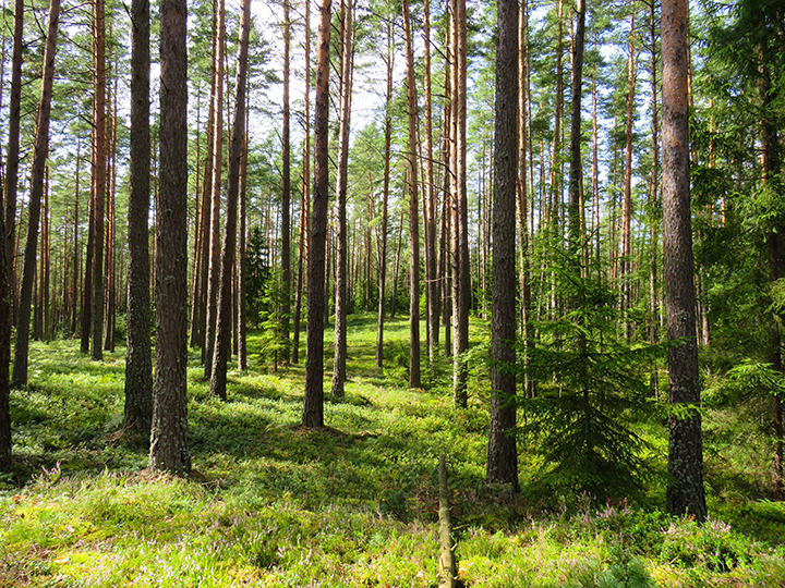 El régimen colombiano sobre plantaciones forestales ha sido modificado