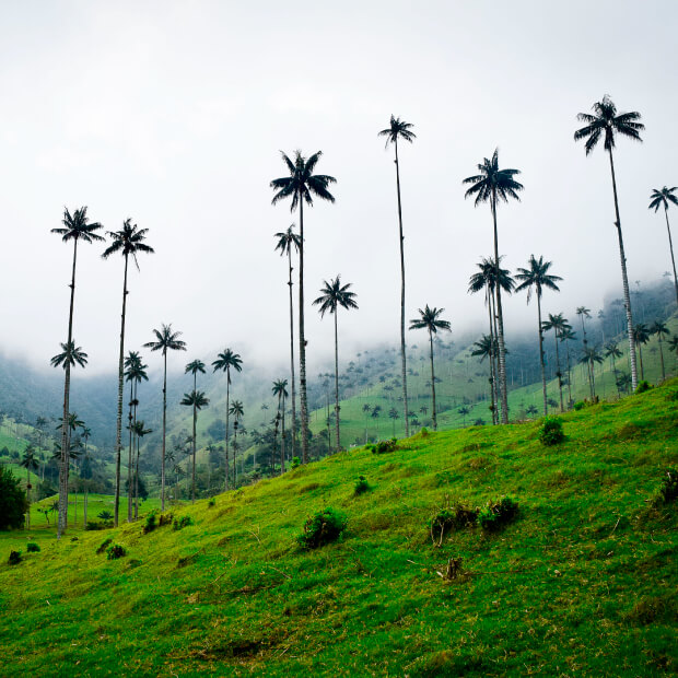 Colombia será sede del Día Mundial del Medio Ambiente 2020