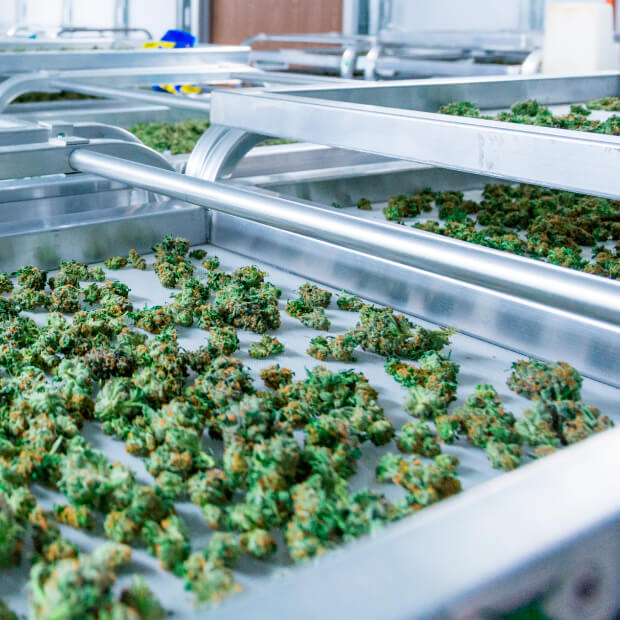 New Provisions about Cannabis entry on Free Trade Zones