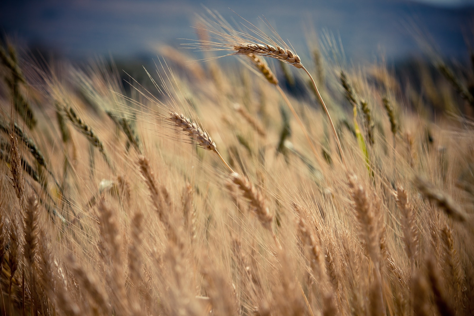 FINAGRO