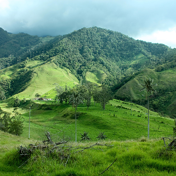 Colombia solicitó el ingreso al Instituto Global de Crecimiento Verde