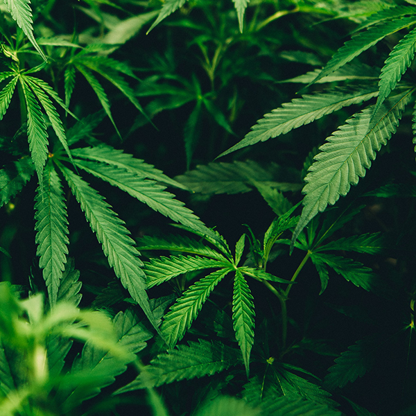 Colombia regula el acceso seguro e informado al uso de cannabis