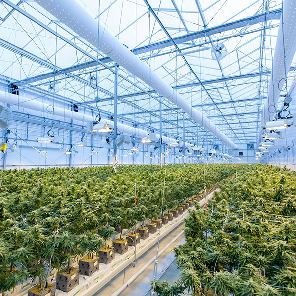 Exportación de la flor seca de cannabis