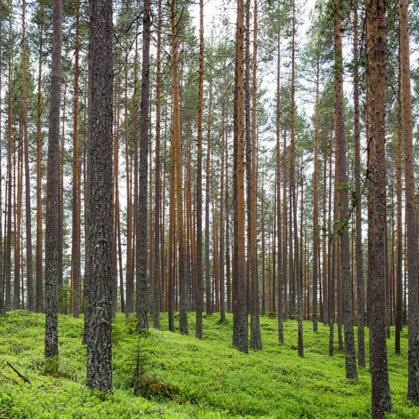 Prórroga zonas de protección y desarrollo ambiental