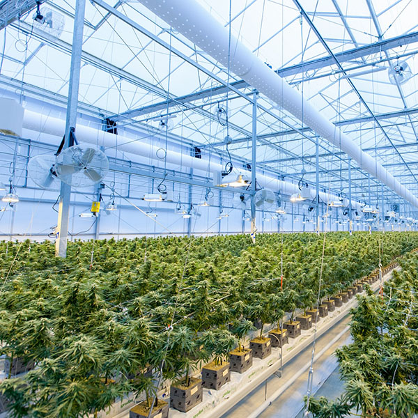 Dried cannabis exports boosts Colombian cannabis industry