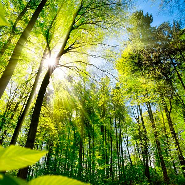 Nuevos parámetros para la sustracción de reservas forestales.