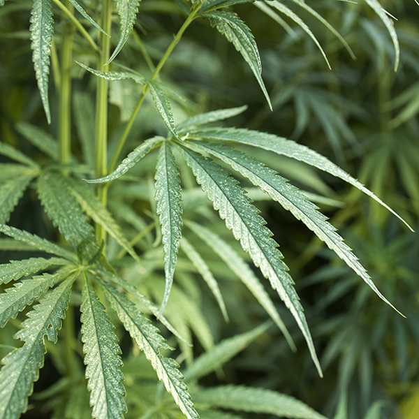 La nueva regulación del cannabis para usos industriales en Colombia