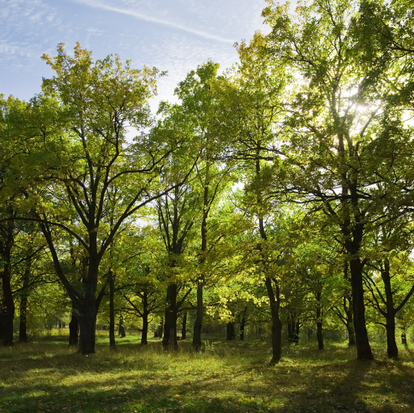 Forestry incentive