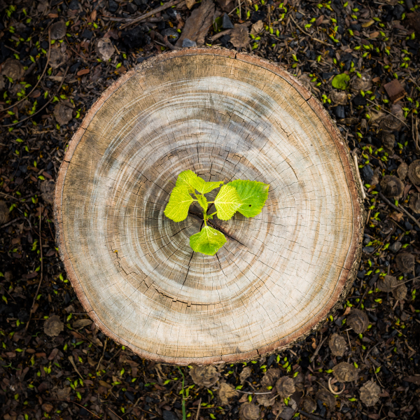Reglamento contra la deforestación