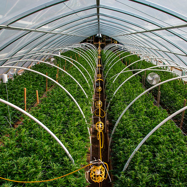 4. Posible regulación para el uso de Cannabis