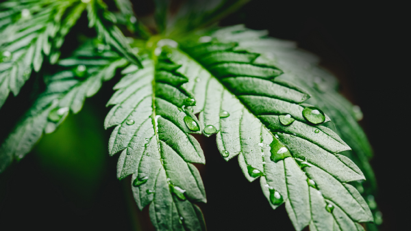 Cannabis