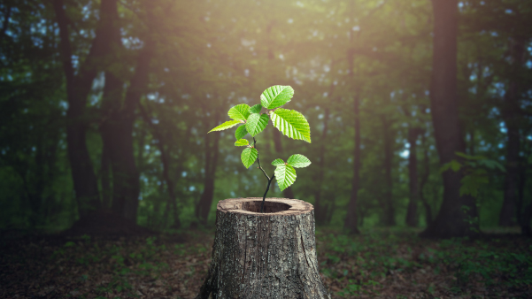 Importación de productos que contribuyan a la deforestación