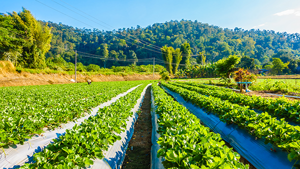 Colombia’s continues to reduce custom tariffs to more agricultural inputs. 